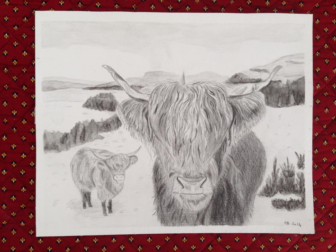 highland-cattle-scotland