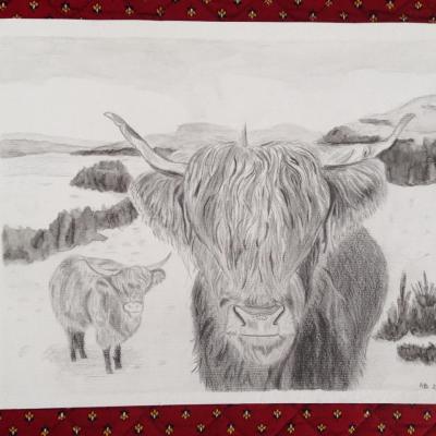 highland-cattle-scotland