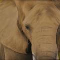 Expo Les Lecques 2011